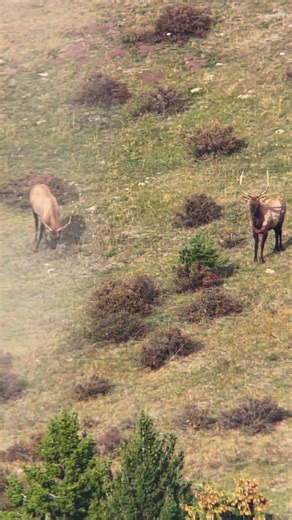 Couple raghorns! Use discount code: TURCO to save on ‪@ollinco‬ digiscoping products and support me!