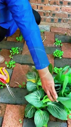Cleanly Uprooting the Greens! 🌿✂️ #farmoratv #nature #asmr