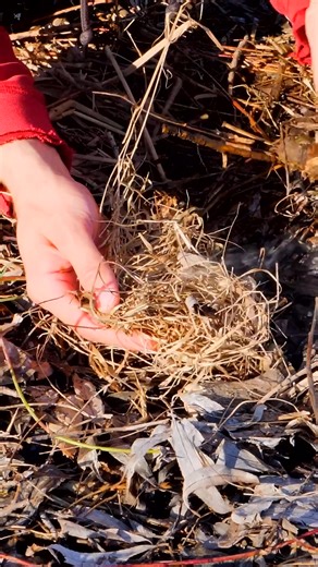 1K views | Starting a Fire with a Short Plow#survival #bushcraft #outdoors #firemaking #creativesurvival | LastBush Survival | Facebook