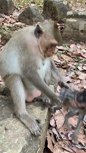 Mother Monkey Kick Her Baby Out #monkey #babymonkeybobby #cute