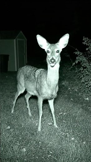Wild Nighttime Visitors Caught on Camera