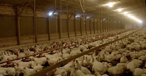 This New Netflix Series Is Giving The Food Industry "The True Crime Treatment"