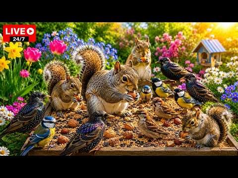 🔴 LIVE Peaceful English Cottage Garden 🌸 Robins, Starlings, Goldfinches, Nature Sounds, Cat TV