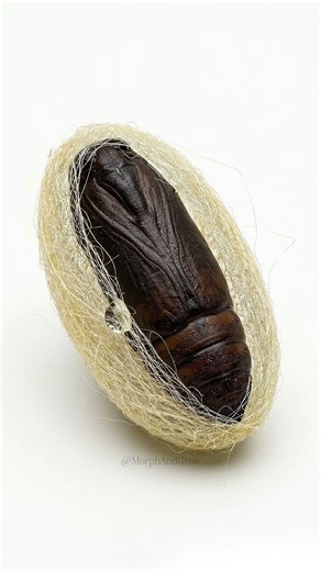 Polyphemus Moth Metamorphosis | Full Life Cycle in Seconds 🐛➡️🦋