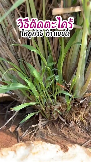 The correct way to cut lemongrass: Do it like this 🧑🏼‍🌾 #agriculture #lemongrass #kitchengarden