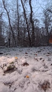 Squirrel tries really hard to smile. Not easy when the birds keep stealing your food mid-photoshoot. Shot with Insta360 X4 and two Ace Pro 2’s with macro lenses. 👉 Long videos and bonus clips posted daily on my Patreon! Link in bio. | Squirrels by Fotoscenen