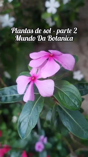 Plantas de sol - Parte 2 - Mundo Da Botânica - #botanica