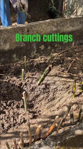 Propagating Bamboo from Cuttings in Soil (Nursery Setup)