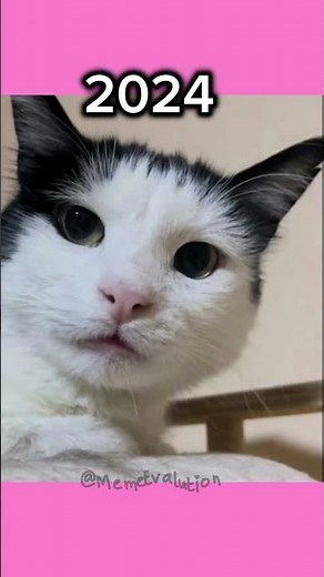These Meme Cats Actually Grew Up! 🤯🐈#animals #cat #beforeandafter #nostalgia