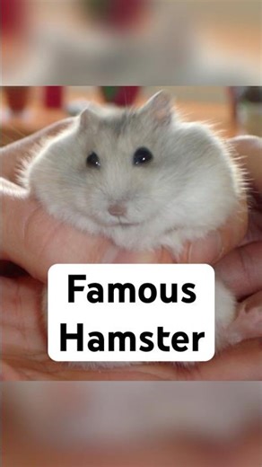 World’s Most Famous Hamster.