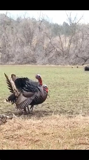 A Hunter’s Moment | Turkey Taken with Bow #onekill #birds #goosehunting #duckhunting #like #shorts