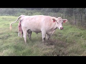 Cow giving birth. Graphic!