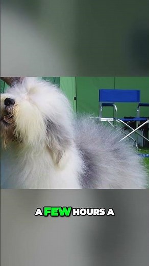 Old English Sheepdog - Ultimate Grooming Challenge