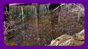 Purple Invertebrate Eaters! Purple Bladderwort, Utricularia purpurea, is a carnivorous aquatic plant found growing throughout Florida in freshwater swamps, ponds, and wetlands. We have fifteen species of Utricularia native to Florida! Most of our native species have yellow flowers. This species is one of the exceptions with its small but showy, amethyst-colored blooms that appear throughout the year in Florida. This carnivorous species is in the #Lentibulariaceae family, which also includes our 