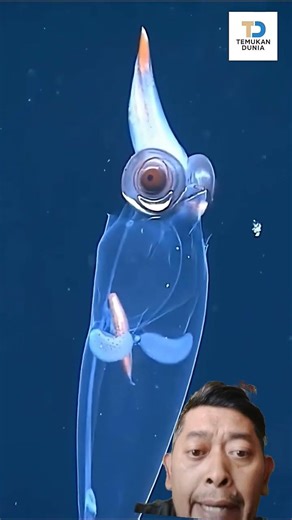 5 hewan tembus di pandang #ilmupengetahuan #science #barutahu