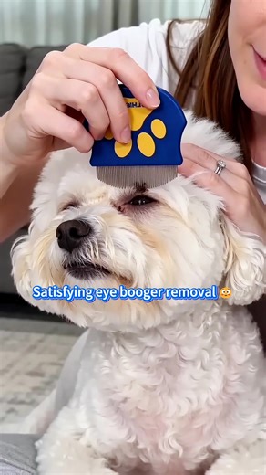 Satisfying Dog Eye Booger Removal Tool