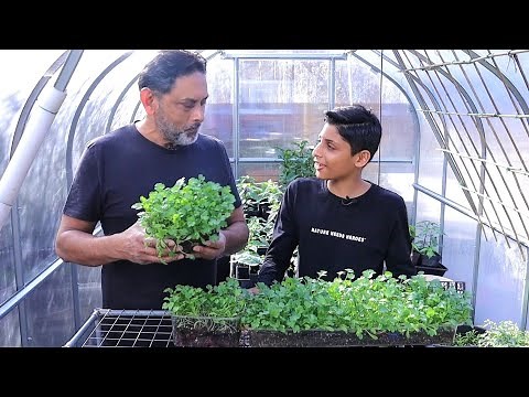 Fastest Method To Grow Dhaniya Patta | How To Grow Cilantro (Coriander)