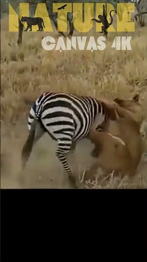 Beyond the Sting: Unveiling the Secrets of the Lion and the Zebra