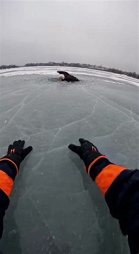 Hero Officer Rescues Trapped Bald Eagle From The Cracking Hudson River Ice ------------ ----------- ------------- Experience a heart-pounding first-person rescue as a hero officer risks everything to save a bald eagle trapped on the frozen Hudson river. Captured through a raw gopro lens, the footage reveals the intense reality of crawling across thinning, steel-blue ice that groans and shatters with every movement. As the officer slides forward, a majestic bald eagle thrashes desperately in a ja
