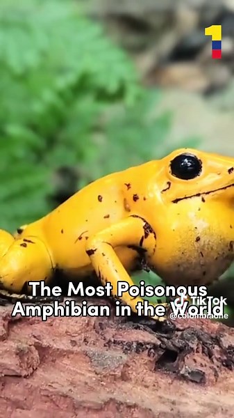 Seven Unique Facts About Colombia 🇨🇴 Colombia is a country full of natural, cultural, and architectural wonders that can surprise many. From the Caribbean beaches to the peaks of the Andes, gastronomy to natural phenomenon, unparalleled biodiversity to urban innovations, here are seven fascinating facts that make Colombia unique. Colombia Has the Tallest Palm Trees in the World Colombia is home to the Quindio wax palm (Ceroxylon quindiuense), which can reach heights of up to 60 meters (197 fee