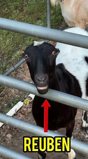 Do Goats Really Eat Tin Cans??