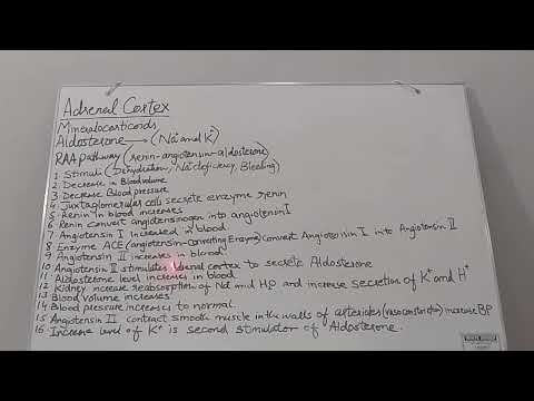 RAA pathway Adrenal gland Endocrinology