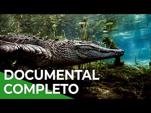 ¿Cómo sobrevive la Sábana durante el verano? | Free Documentary Nature - Español