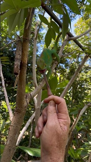 What a unique way of feeding! 🦎🌍 #madagascar #chameleon #feedingtime #tongue #fyp
