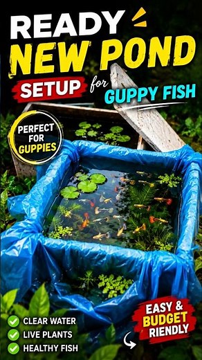 This Simple Pond Setup Can Grow Hundreds of Guppies! 🐠💯 #guppyfishtank #fishpond #aquarium #viral