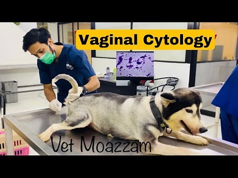 Vaginal Cytology of Bitch. Bitch Estrus cycle