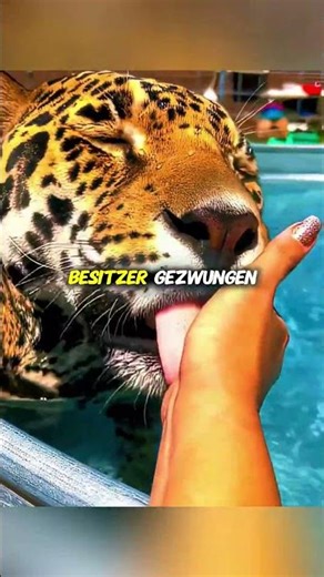 Dieser Jaguar war süchtig nach Sahne 🍦🐱 #shorts