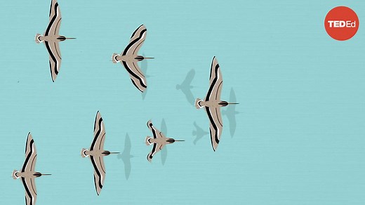 Lucy Cooke: The spear-wielding stork who revolutionized science