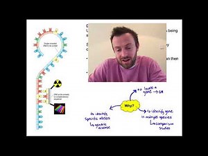 Gel Electrophoresis (OCR A Level Biology 6.3.5)
