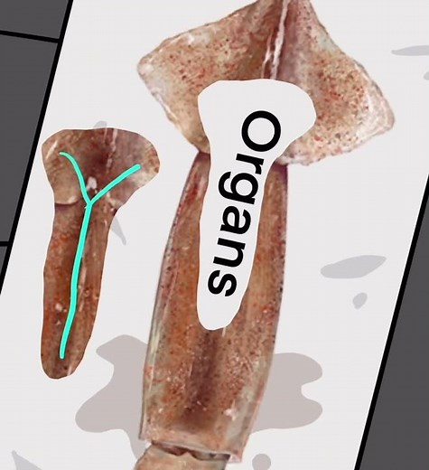 Squid dissection