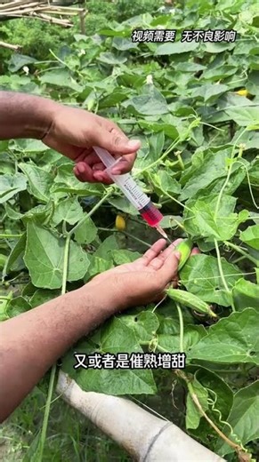 Masterful Injection: Watch the Art of Wax Gourd Carving Unfold