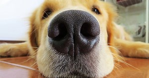 9 Golden Retriever Characteristics That Will Surprise You