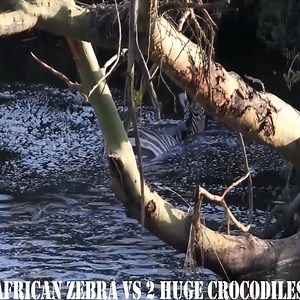 zebra vs crocodile | Me•