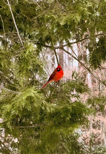 The cutest little cardinal 🥹