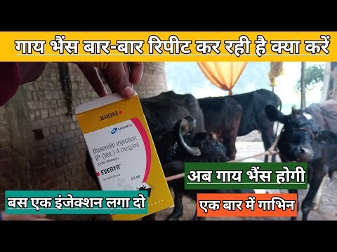 Use Veterinary EVERYR || Buserelin injection || पशुओं को गाभिन कैसे कारये || गाय भैंस को गाभिन कराए