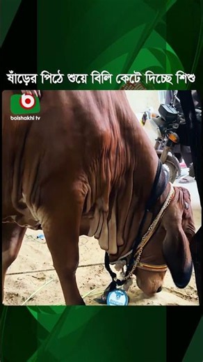 ষাঁড়ের পিঠে শুয়ে বিলি কেটে দিচ্ছে শিশু | Bull | Chield | Bondin | Tv News
