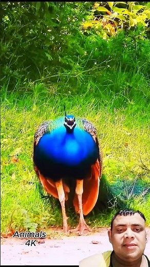 Why Do Peacocks Make Those Sounds? Exploring Their Communication