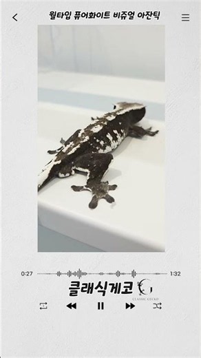 🦎 크레스티드게코 서울 매장 추천! 희귀 아잔틱 실물 공개🔥#크레스티드게코#아잔틱#게코분양#파충류샵#reptiles