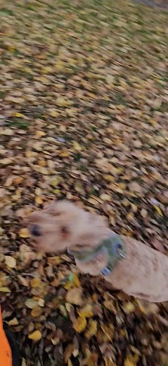 Barney | Pawprints Dog Walking | Facebook