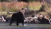 a bull shiras moose during the fall rut in Wyoming