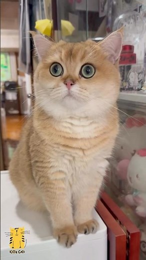 Funny Cat & Cute Kittens870😻 #shorts #kucing #kucinglucu #funny #pet #cat #foryou #viral #viralvideo