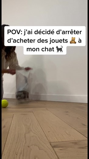 Comment amuser un 🐈‍⬛ à 0€ 😂😂#chat#chattiktok#humour#lol#chatdrole#fyp#pourtoi