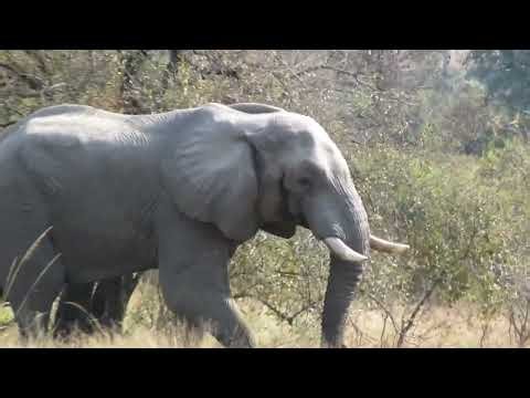 Elephant bull in musth
