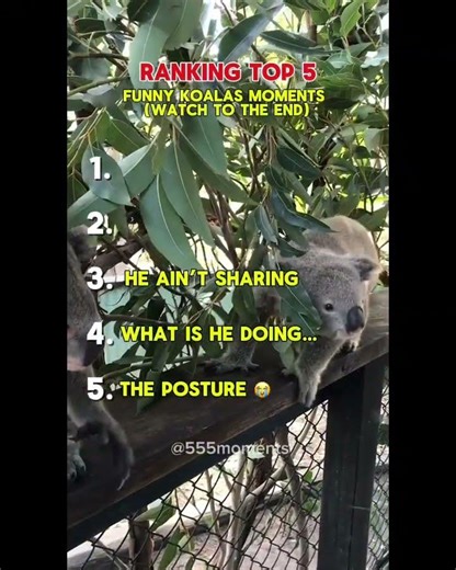 Funny koalas 🐨 #funnykoalas #rankingmoments #viral #popular #fyp #funnymoments #top5 #top5moments