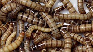 Closeup of Giant Mealworms, Zophobas morio. These are often used as livefood for pets such as reptiles. They are also able to digest some plastics such as polystyrene.