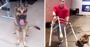 Adorable video captures German Shepherd spectacularly failing every service dog training test